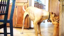 Fearless Rhodesian Ridgeback Puppy - Marking Our Territory | Petcentric