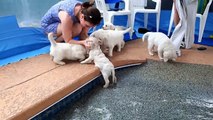 Eight English Cream Golden Retriever Puppies - first swim & jump!