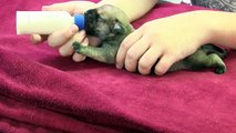 Caring for Neonatal orphaned puppies