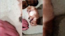 Cute Puppy Belly Rubs | Rub a Dub Pup