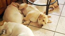 Lab Puppies Dream of Heaven And Sunshine - Puppy Love