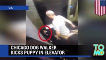 Chicago dog walker kicks puppy in elevator, caught on  camera - TomoNews