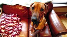 (Un)Crate Training Rhodesian Ridgeback Puppy - Marking Our Territory | Petcentric