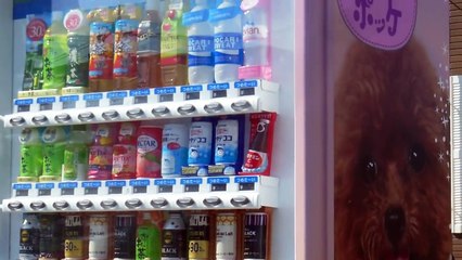 Puppy Vending Machine in Japan!
