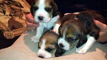 3 Week Old Beagle Puppies! Cuteness overload!!!