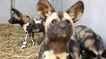 10 Little Painted Dog Pups Playing - Cincinnati Zoo