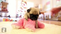 Cutest Pug Puppy Meets Stuffed Animal - Puppy Love