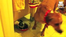 Puppy steals food when dog isn't looking