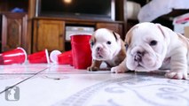 Wrinkly Bulldog Puppy Parties TOO HARD! SO DARN CUTE! - Puppy Love