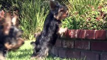 10 Week Old Yorkie Puppy Squeezes Through Fence - Puppy Love