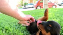 Ridiculous Rottweiler Puppy Gets Epic Belly Rub! - Puppy Love