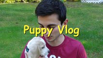 NEW PUPPY - New Beagle Puppy (Funny Puppy & Cuteness)