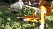 Bichon Frise Puppies Monkey Around With A Monkey Toy - Puppy Love