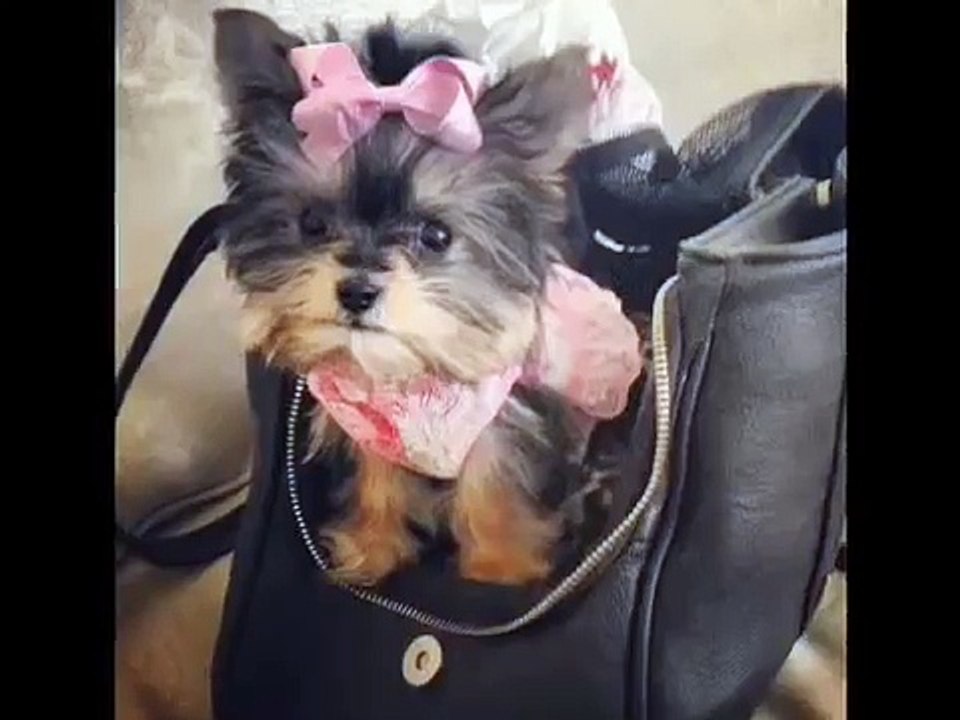 Misa Minnie Smart Yorkie Puppy 18 wks old