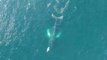 Majestic Whales Move Through Bay de Verde