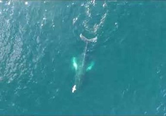 Majestic Whales Move Through Bay de Verde