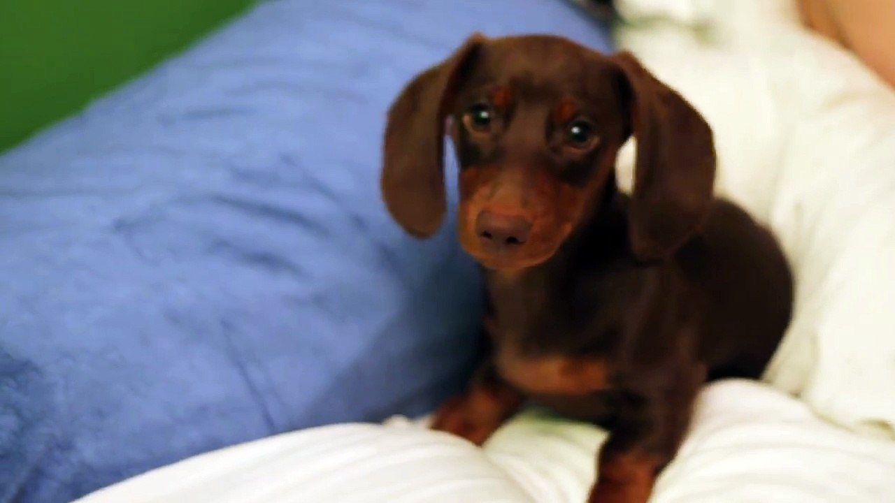 Sassy Dachshund Puppy