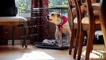 How To Crate Train a Puppy - Crate Training a Puppy