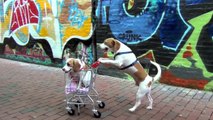 Dog Takes Puppy on Journey in Shopping Cart: Cute Dog Maymo and Puppy Penny