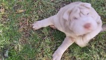 Shar Pei Puppy Loves Nature