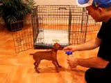 Potty Training Puppy Apartment - Official Full Video - How To Potty Train A Puppy Fast & Easy