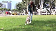 Smartest 10 Week Old Puppy Performs Amazing Dog Tricks