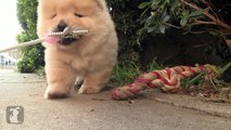 Chow Puppy Wants To Be A Princess - Puppy Love