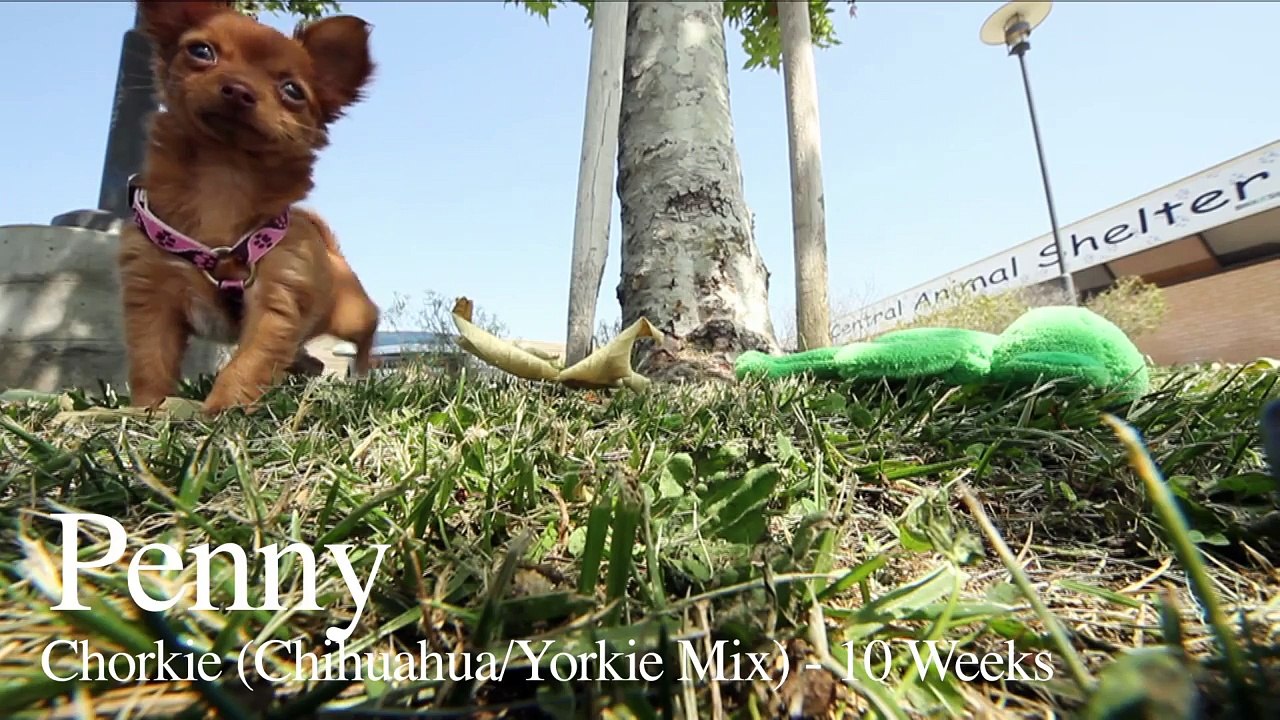 Adorable Chorkie Explores The Grass The Daily Puppy Video