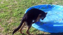 German Shepherd Puppy gets a pool