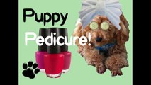 PUPPY PEDICURE! Clip File Polish Pups Nails - DIY Dog Grooming by Cooking For Dogs