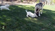 German Shepherd Puppies Won't Leave Mommy Alone - Puppy Love