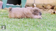 Chow Puppy Can't Eat Leaf - Puppy Love