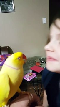 Une perruche fait des bisous au moment d'aller se coucher. Trop mignon!