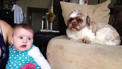 Quand ton chien a trouvé le truc pour faire arrêter bébé de pleurer!