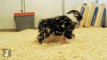 Chubby Australian Shepherd Puppies Wrestle In Wood Chips