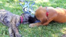 80 Seconds of Floppy English Mastiff Puppies - Puppy Love