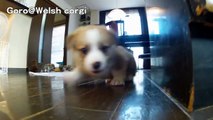 Cute corgi puppies part 17 Puppy follows a camera. / カメラを追いかけるコーギー 子犬  20130629