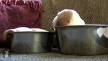 Puppy Bowl - Puppies in bowls