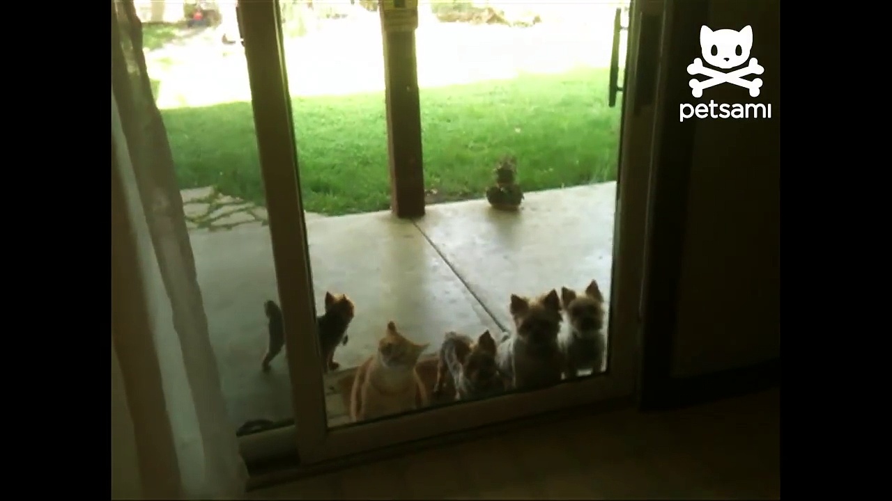 Cat opens door for puppies