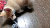 Cute 10 puppies = Chaos! [Part 6] fishing コーギー