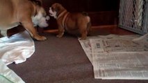 5 week old English Bulldog Puppy barking at 7 month old!