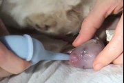 AMAZING DOG BIRTH!!