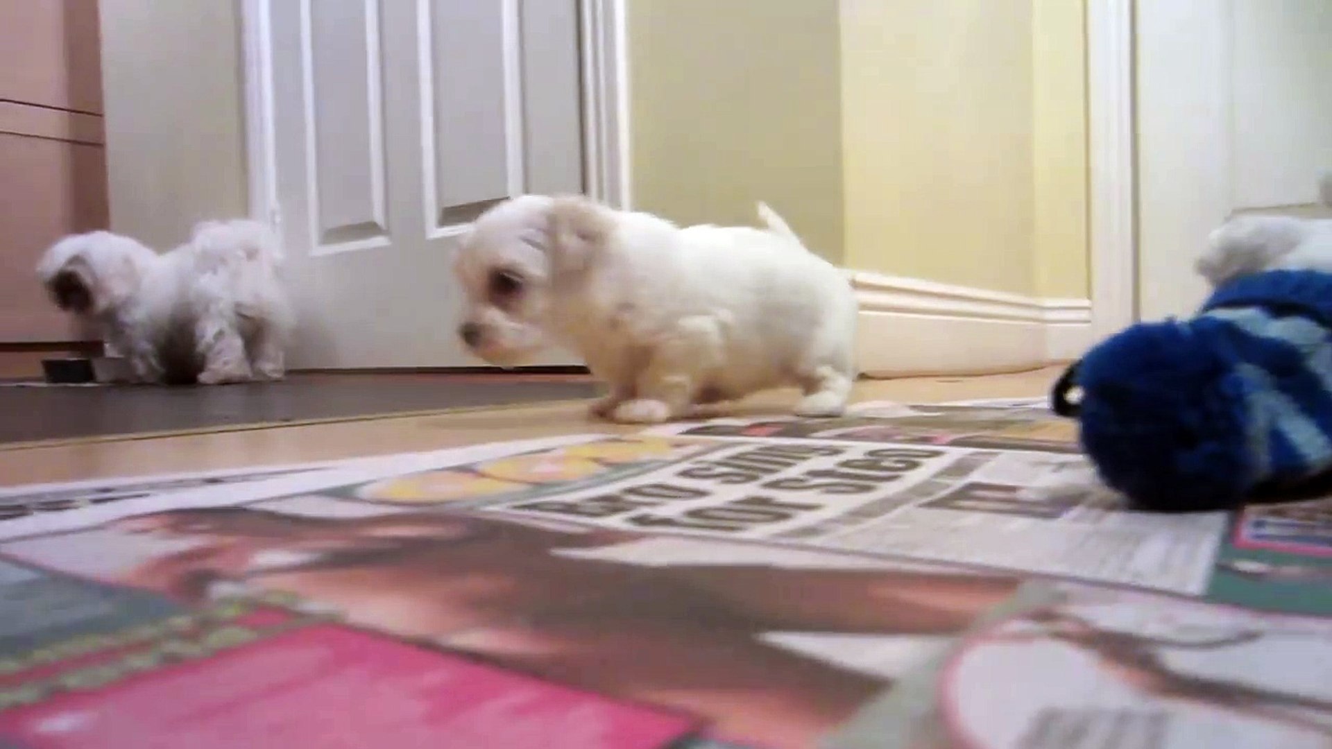 4 week old maltese puppies
