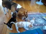 Beagle Puppies Playing with Mom