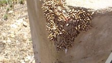 Baby Snails Eating Concrete AMAZING