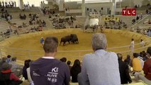 Bull Sumo In Okinawa | ANTHONY BOURDAIN: PARTS UNKNOWN 6