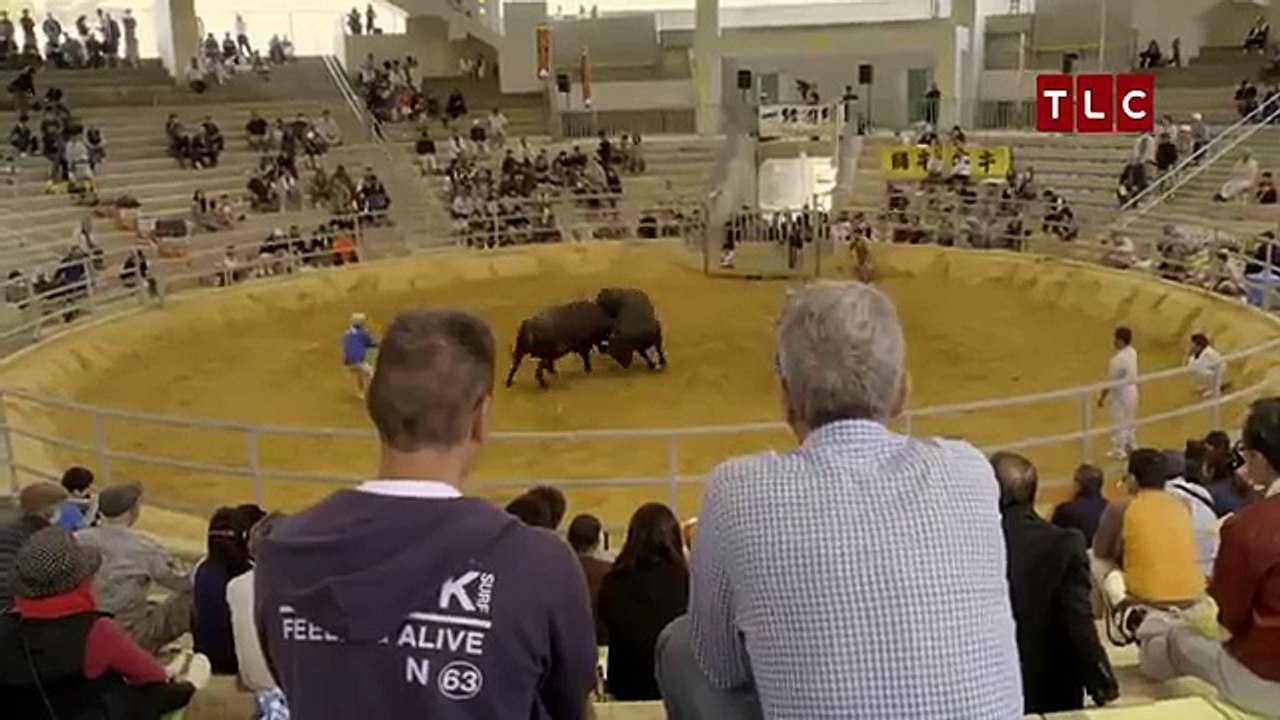 Bull Sumo In Okinawa | ANTHONY BOURDAIN: PARTS UNKNOWN 6