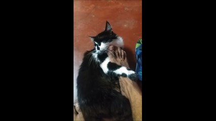 GATO GOSTA DE CARINHO - QUEbarulhoÉesse