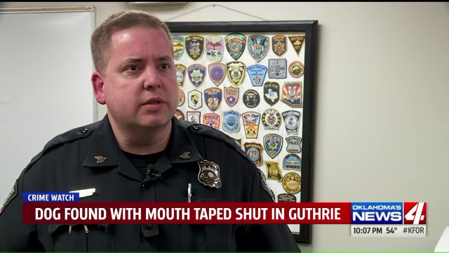 Dog Taken Away from Owner After She Was Found with Tape Wrapped Around Her Mouth