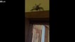 Il trouve une araignée géante dans la chambre des enfants... Vive l'australie